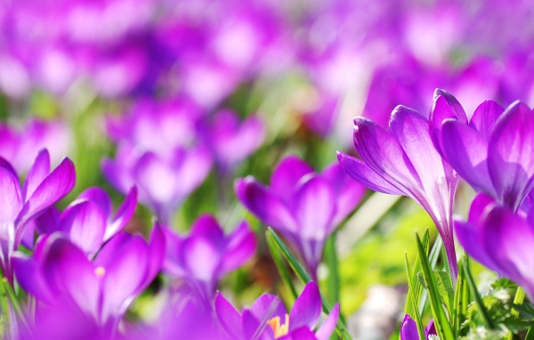 Фиолетовые весенние цветы крокусы 