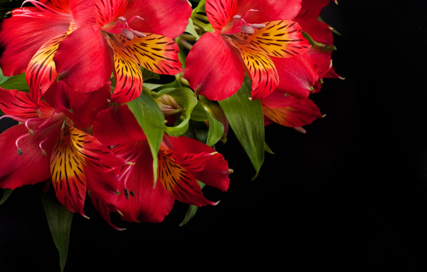 Красные цветы альстрёмерия крупным планом на черном фоне