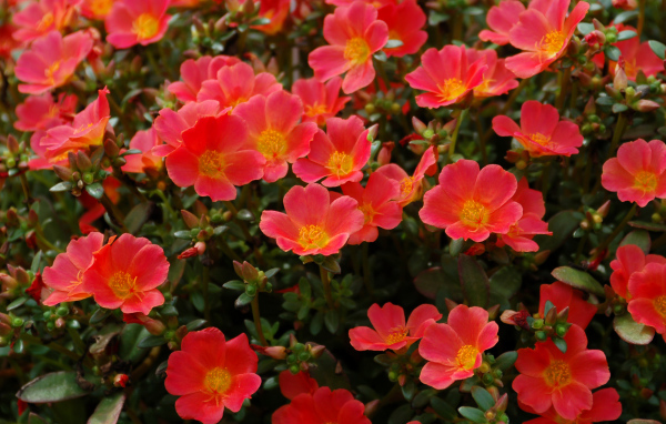 Красный портулак на клумбе крупным планом