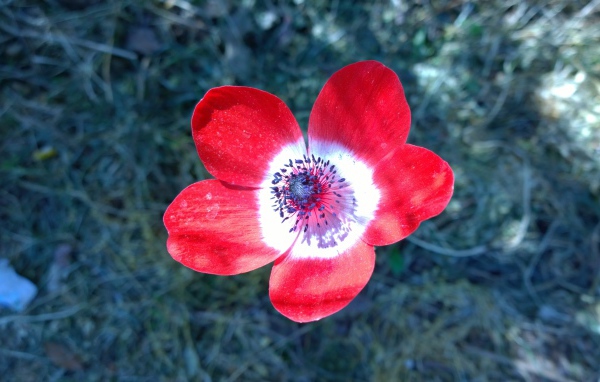 Красный цветок анемоны крупным планом