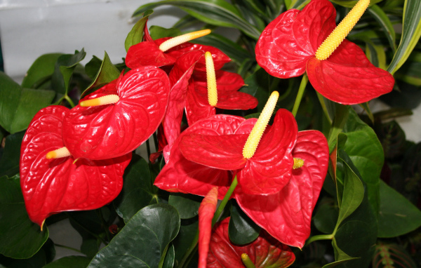 Красные цветы антуриум крупным планом