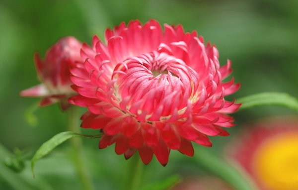 Красный цветок астра 