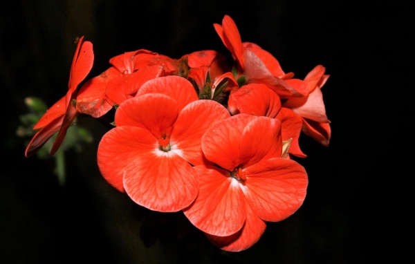 Красные красивые цветы на черном фоне 