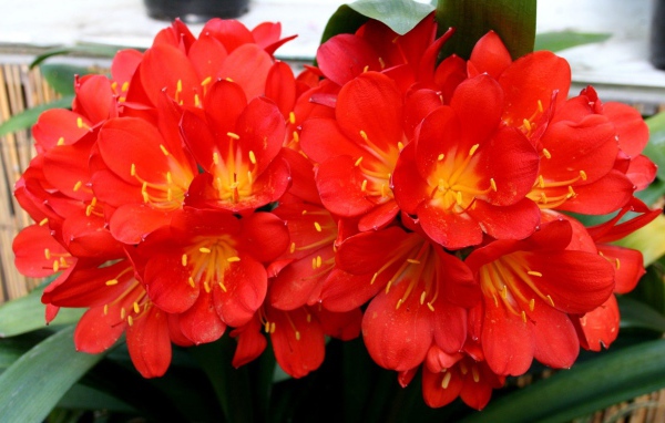 Красные красивые комнатные цветы кливия