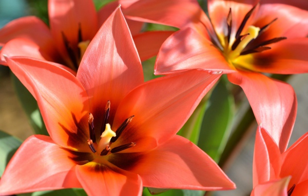 Красные распустившиеся тюльпаны крупным планом 