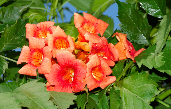 Красные цветы Кампсис крупным планом 