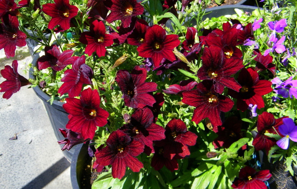 Красные цветы сальпиглоссис растут в горшках