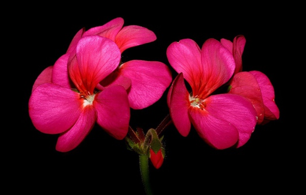 Красные цветы герани на черном фоне крупным планом