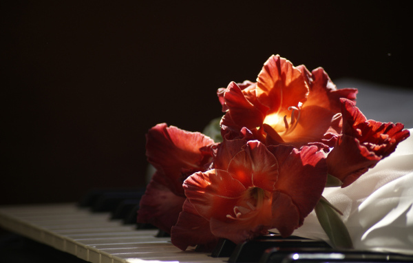 Красный гладиолус лежит на клавишах пианино