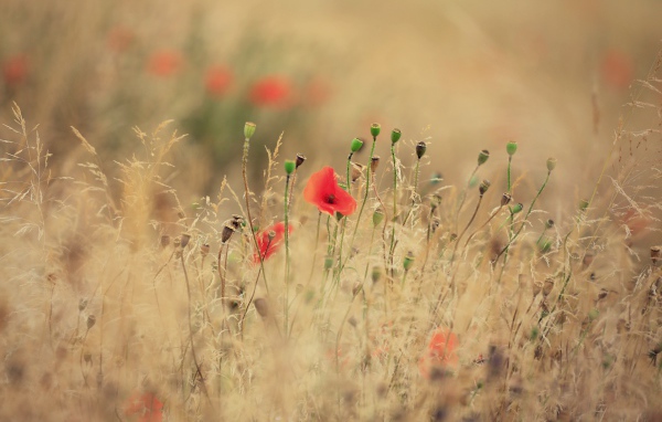 Красные полевые маки растут среди сухой травы