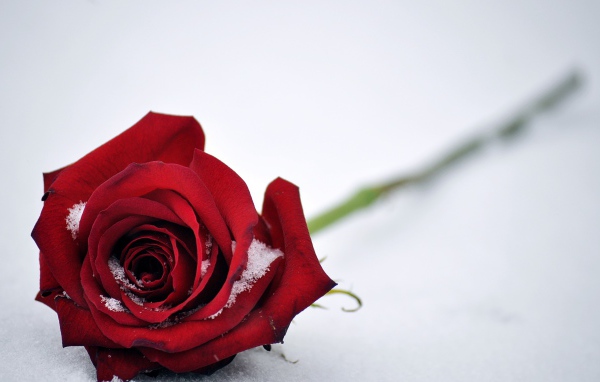 Красная роза на белом снегу 