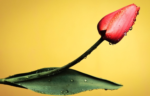 Красный тюльпан с капельками росы на желтом фоне