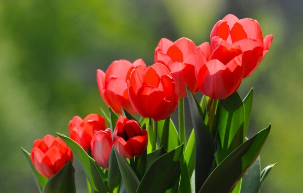 Красные тюльпаны с зелеными листьями