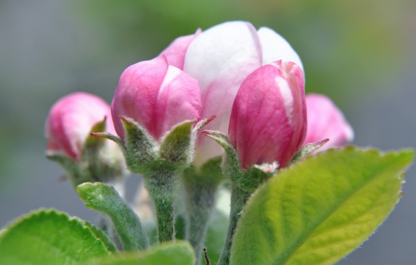 Распускающийся розовый цветок яблони 