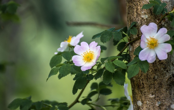 Ветка шиповника с розовыми цветами 