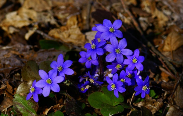 Маленькие синие цветы в сухой листве