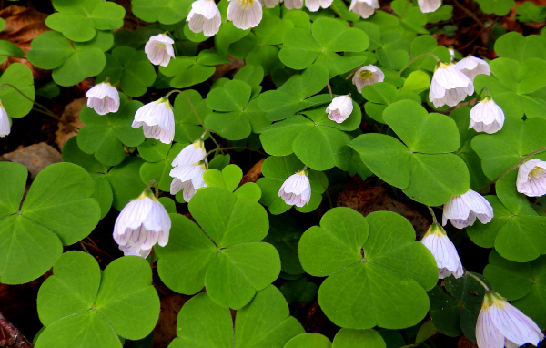 Цветы кислица с большими зелеными листьями 