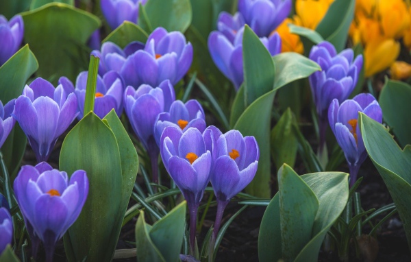 Весенние первоцветы сиреневые крокусы 