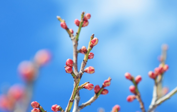 Распускающиеся почки деревьев весной