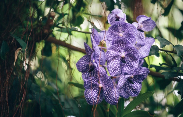 Полосатая фиолетовая экзотическая орхидея