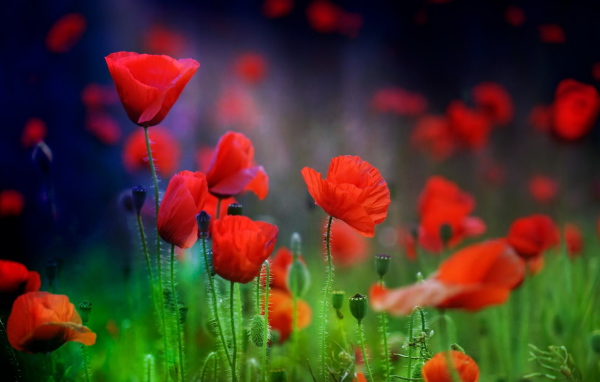Летние красные цветы маки в поле