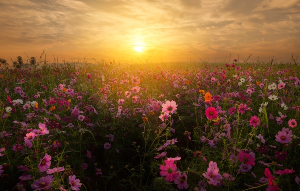 Восход солнца над полем космей 