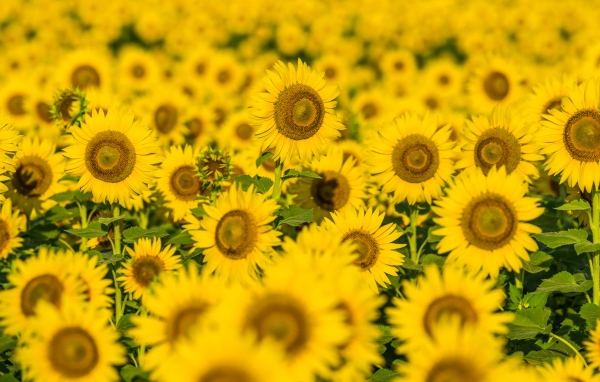 Поле солнечных цветущих подсолнухов летом