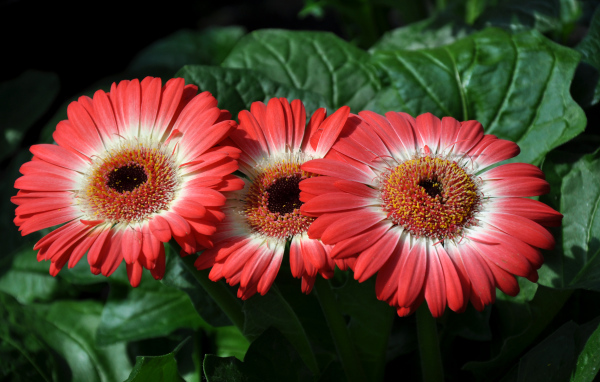 Три красивые красные герберы крупным планом