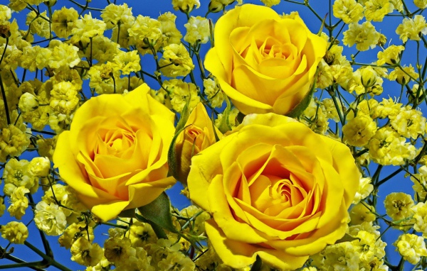 Три красивые желтые розы 