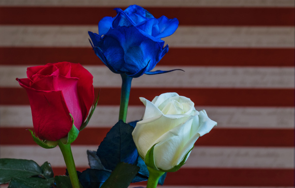 Три разноцветные розы крупным планом