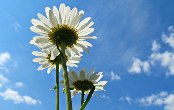Три белых ромашки на фоне голубого неба