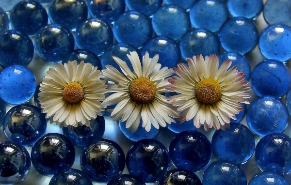 Три белых ромашки на голубых прозрачных шариках 