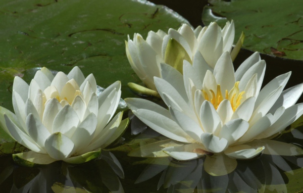 Три белые водяные лилии в пруду 