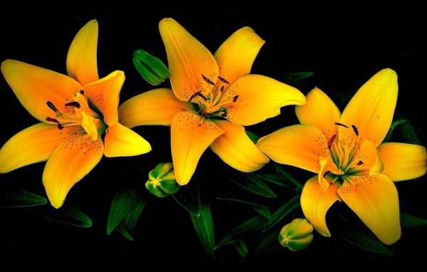 Три желтые лилии на черном фоне 