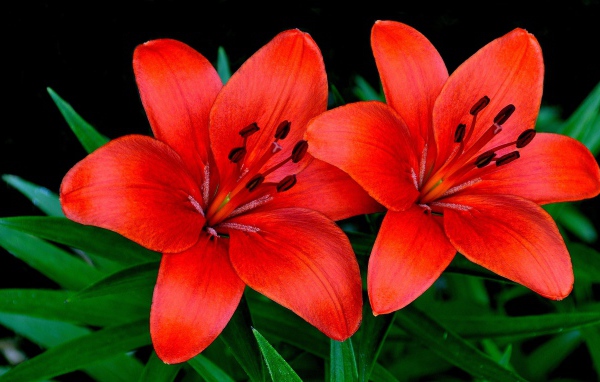 Две красивые оранжевые лилии крупным планом