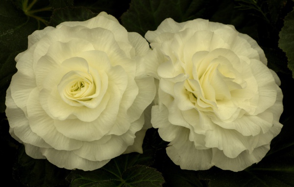 Два красивых нежных цветка бегонии 