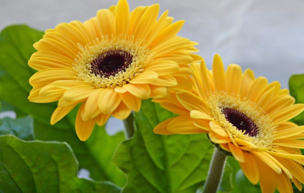 Две красивые желтые герберы 