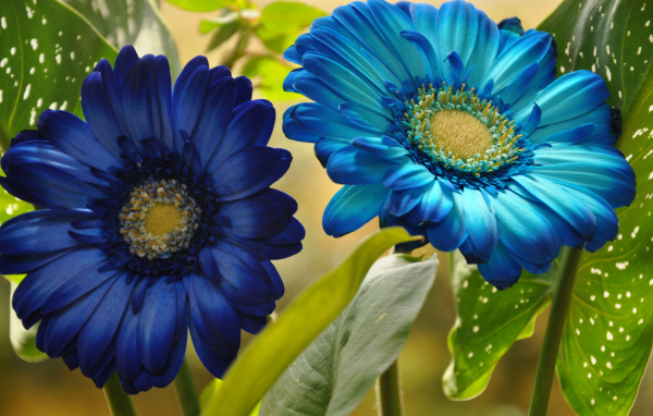Две голубые герберы крупным планом