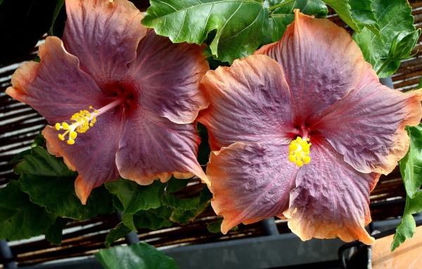 Два больших розовых цветка гибискуса