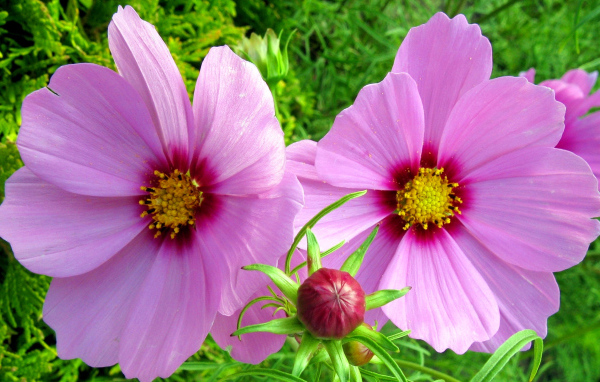 Два розовых цветка космеи с бутоном 