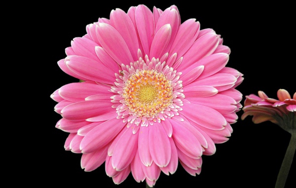 Два розовых цветка герберы на черном фоне
