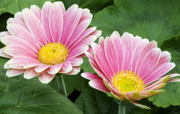 Две розовые герберы с желтой серединкой 