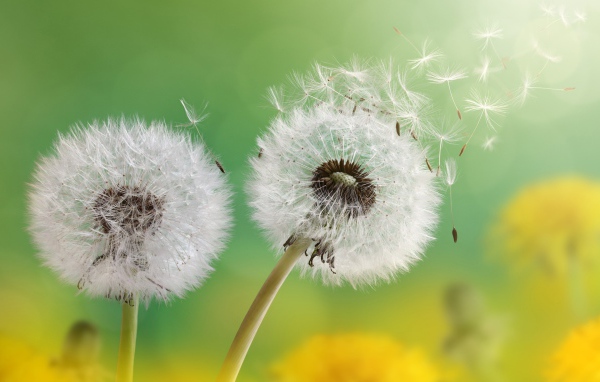 Два белых шарика одуванчика 