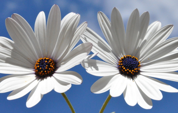 Две белых ромашки с синей серединкой