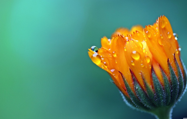 Нераспустившийся оранжевый цветок календулы в каплях росы