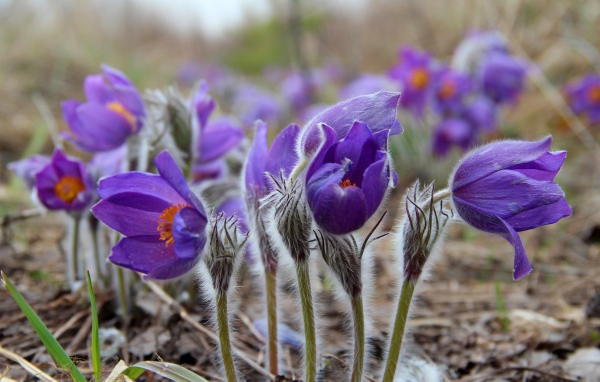 Фиолетовые красивые цветы прострел альпийский 