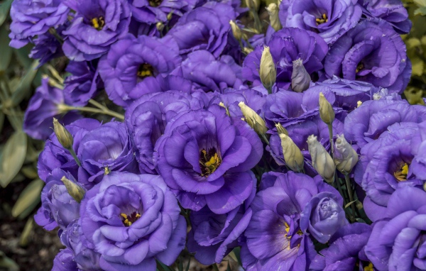 Фиолетовые красивые цветы эустома