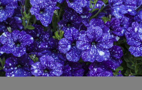 Фиолетовые красивые цветы петуния крупным планом