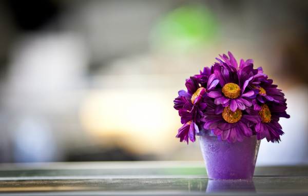 Фиолетовые цветы в горшке