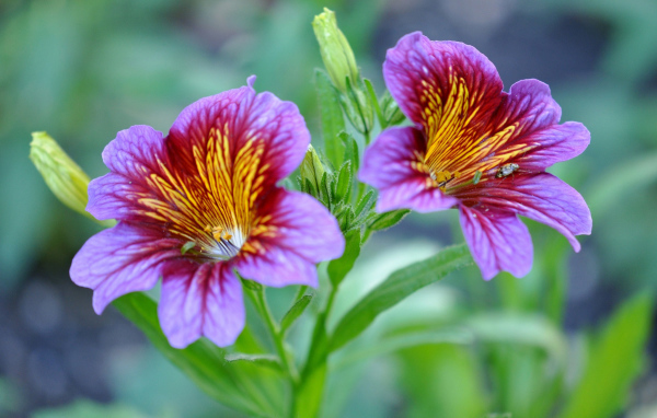 Фиолетовые цветы сальпиглоссис крупным планом